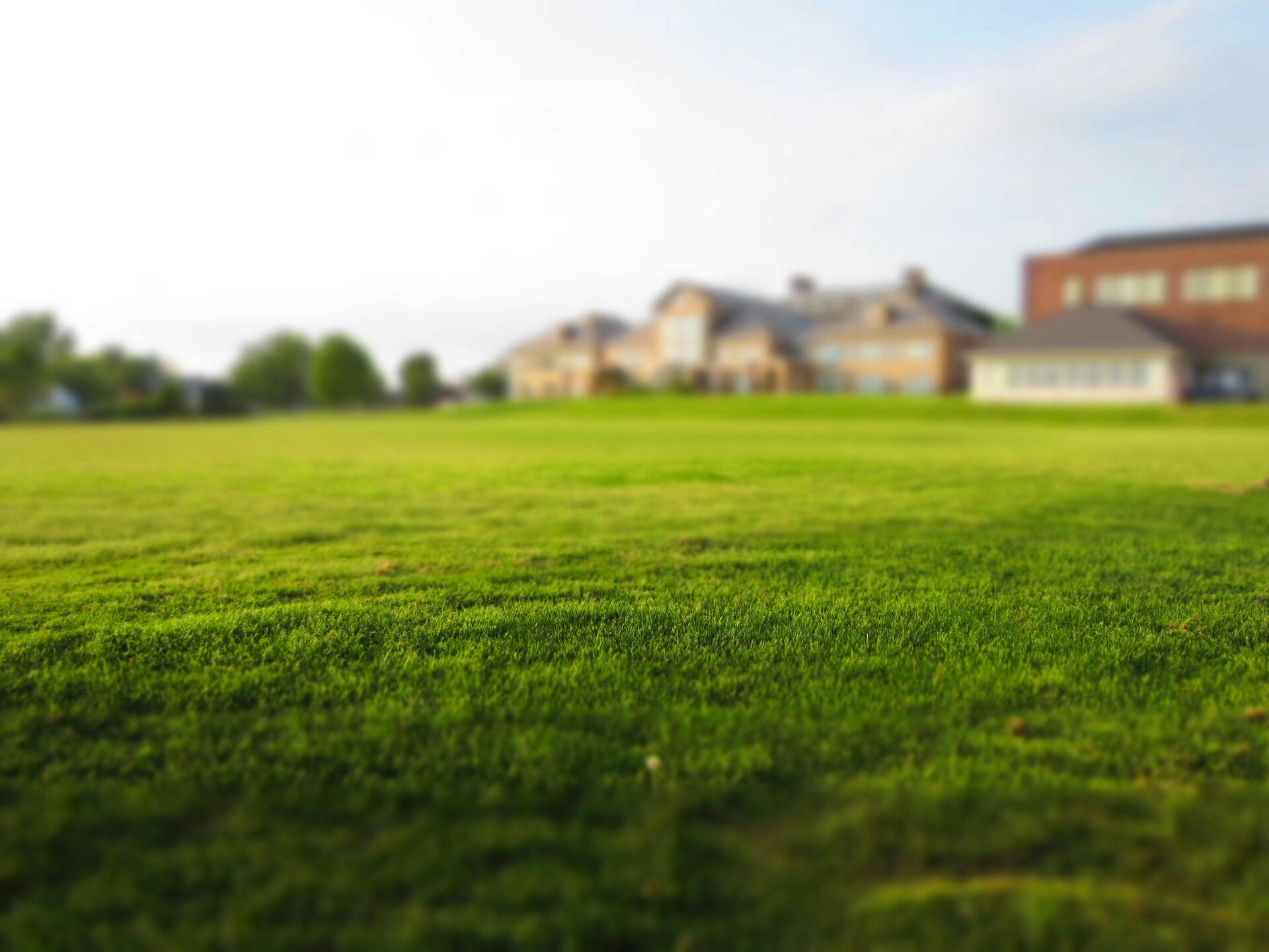 Lush green lawn